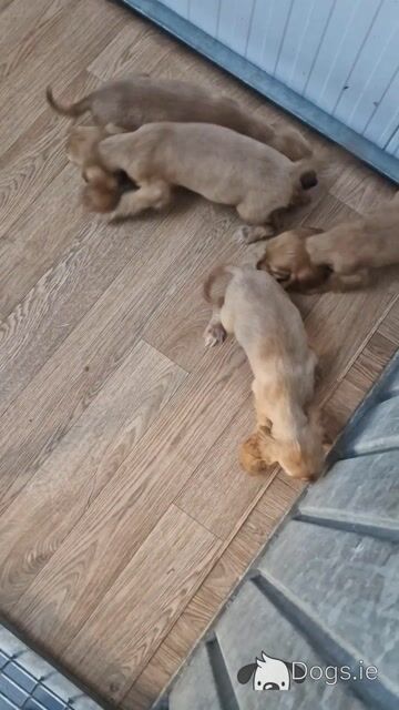 8 beautiful Golden Cocker Spaniel puppies in Wexford - Video