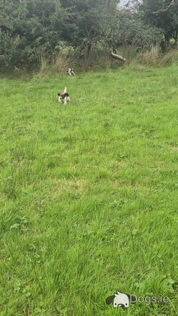 Purebred Springer Spaniel puppies in Leitrim. Two female puppies left! - Video