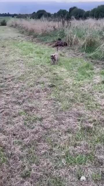 Presa Canario puppies in Westmeath - Video