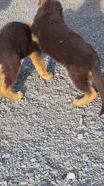 Stunning IKC Registered female German Shepherd puppy in Cavan - Video
