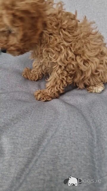 One gorgeous female Cavapoo puppy in Wexford - Video