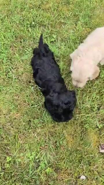 Adorable Cockapoo puppies in Sligo - Video