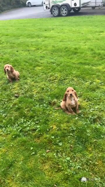 Golden Cocker Spaniel puppies in Cavan - Video