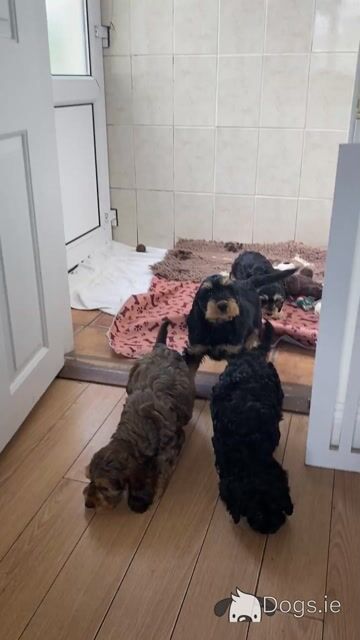 Minature Cockapoo - Video