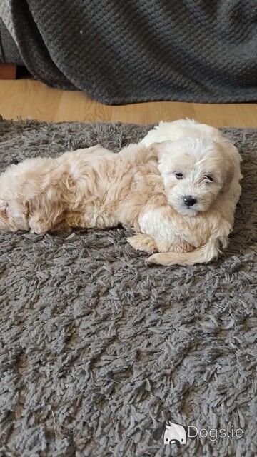 Beautiful Bernadoodle puppies in Galway - Video