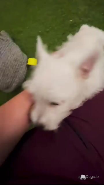 Kc Reg West Highland Terrier  1 x male puppy - Video