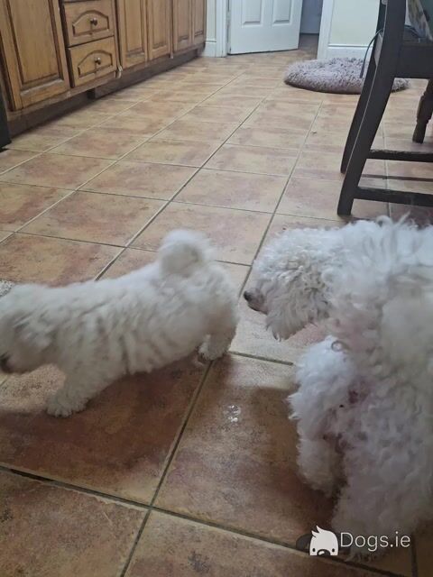 Beautiful Bichon Frise puppies in Tipperary - 2 Males Available - Video