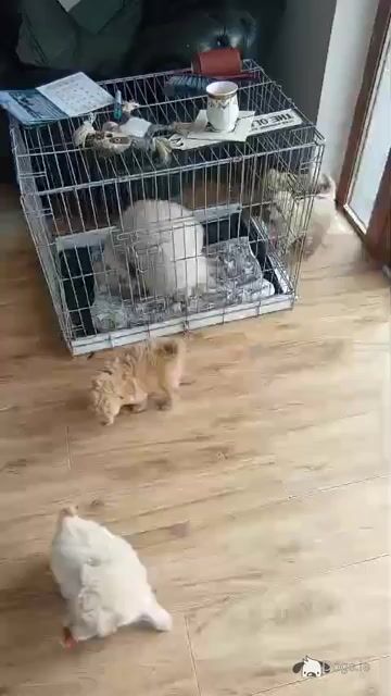 Poodle & Shih Tzu puppies in Mayo - Video