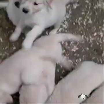 Purebred (Non Registered) Golden Retriever puppies in Cavan - Video