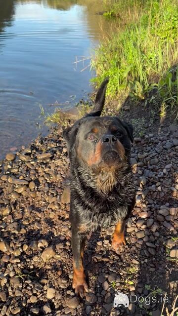 Rottweiler for stud in Cork - Video