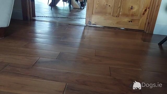 Pure pug puppies - Video
