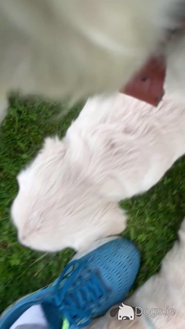 Purebred Golden Retriever puppies in Offaly - Video