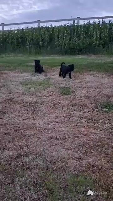 Miniature Schnauzer puppies in Kilkenny - Video