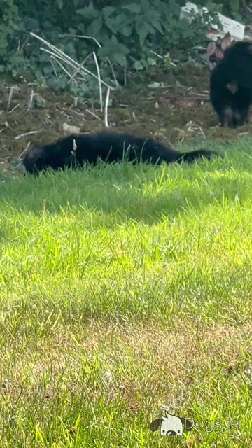 Long Coat German Shepherd puppies in Waterford - Video
