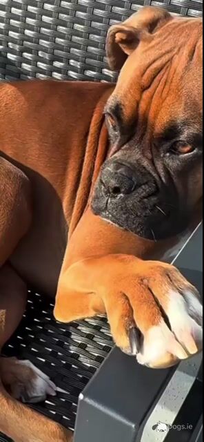 Beautiful Boxer Dog for stud with Outstanding Blood Line, in Wexford - Video