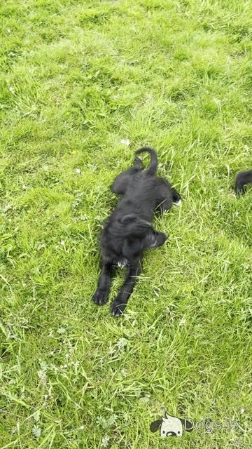 Bordoodle puppies (Border Collie x Poodle) in Clare (Note pic 5 of Mum & Dad, Pic 6 is mum) - Video