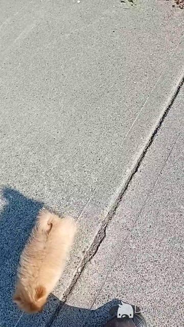 Female Pomeranian puppy in Carlow - Video