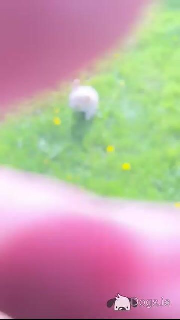 Male Cavachon puppy in Wexford - Video