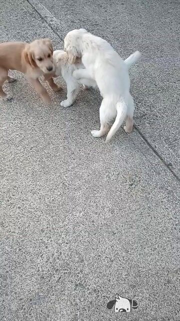 Irish Setter x Golden Retriever puppies 4 months old in Wexford - Video