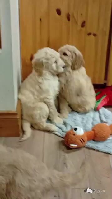 Goldendoodle puppies in Carlow - Video