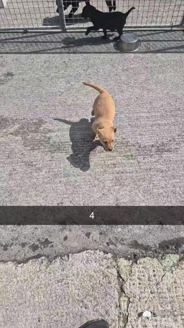 IKC Registered Labrador puppies in Cavan €750 - Video
