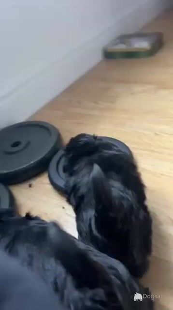 Miniature Morkie puppies in Carlow - Video
