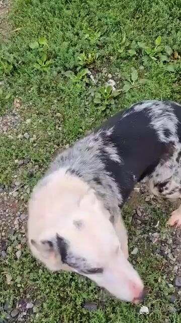 Blue Merle Border Collie puppies in Tipperary - Video