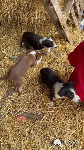 Border Collie Pups 9 weeks old on Aug 23rd BROWN FEMALE GONE - Video