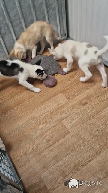 Three Husky puppies for sale in Wexford - Video