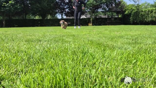 St. Bernese puppies in Laois - Video