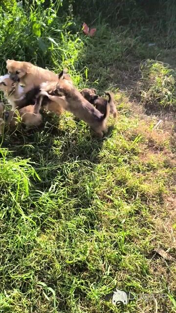 Purebred Chihuahua puppies in Kerry - Video