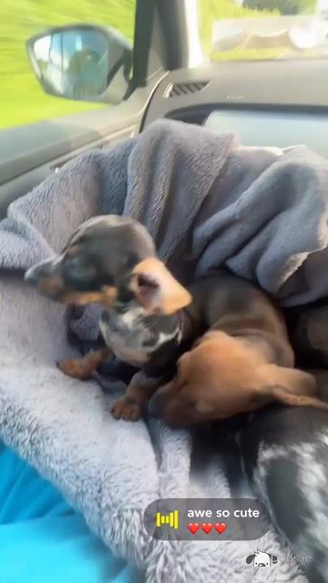 Mini Dapple Dachshund puppies available Now in Westmeath - Video