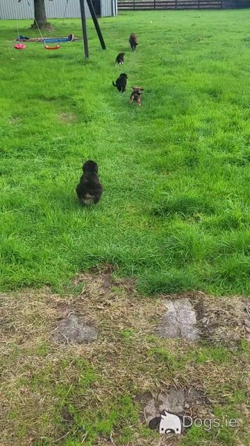 Friendly Bernese Mountain Dogs/Rough Collie x Labrador puppies for sale near charleville - Video