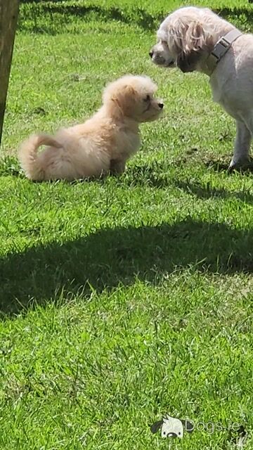White female Cavachon puppy in Galway - Video