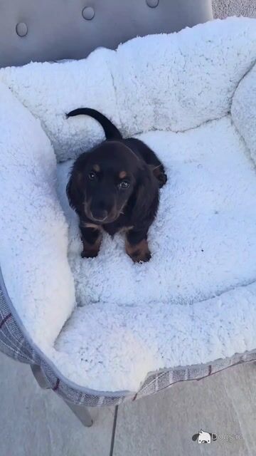 TWO REMAINING PUPPIES!!!!!!!!!!! IKC Registered Longhaired Dachshund puppies in Dublin - Video
