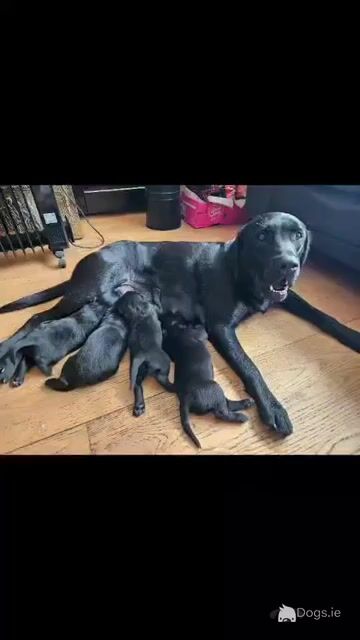 Beautiful Black Labrador puppies in Offaly are looking for their Forever Homes - Video