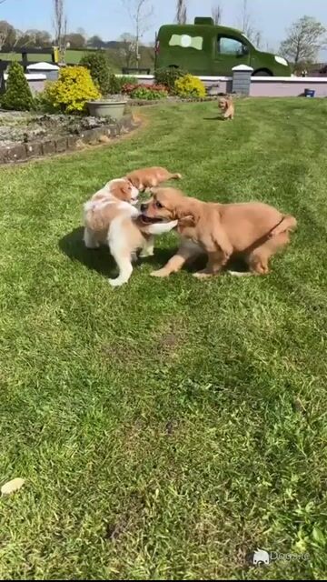 Lovely Cavachon puppies available in Limerick - Video