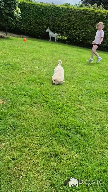 Beautiful IKC Registered (pending) Golden Retriever puppies in Roscommon - Video