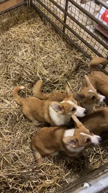 IKC Registered Welsh Corgi Pembroke puppies in Meath - Video
