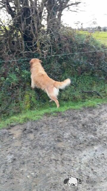 Trevor - Golden Retriever for stud in Wexford - Video
