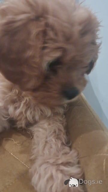 'Teddy Bear' Maltipoo x Cavalier King Charles puppies inGalway - Video