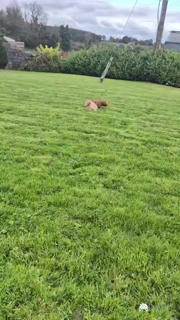 Handsome Cockapoo puppies for sale in Sligo - Video