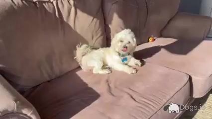 Maltese x Bichon Frise puppies in Kildare - Video