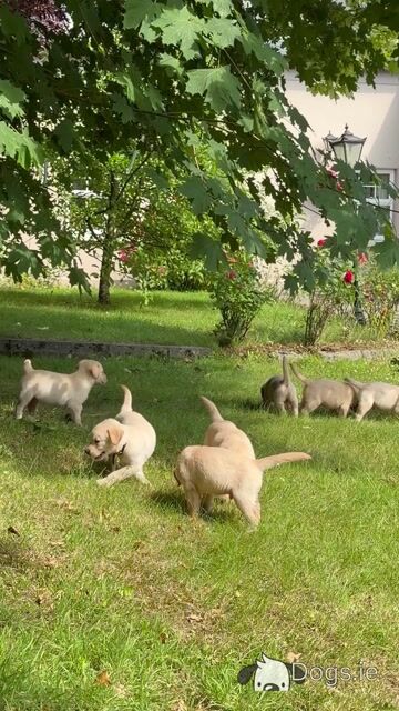 Male Labrador x Golden Retriever pups in Kerry - Video
