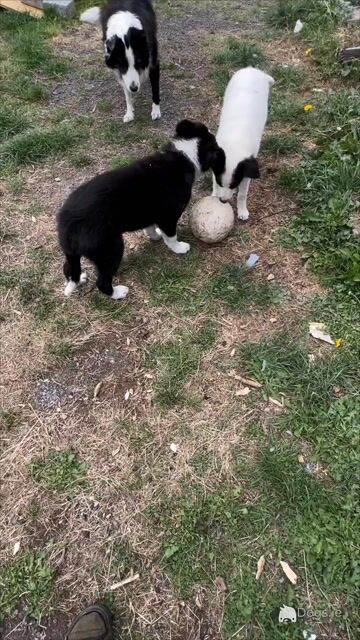 Border Collies in Galway - Video