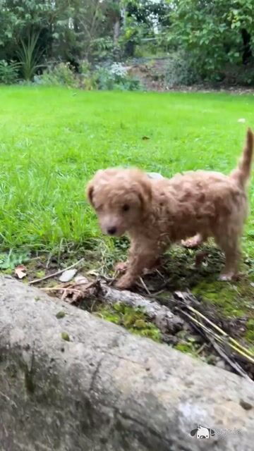 Adorable Hypoallergenic Cavachon puppies in Wexford – Vet-Checked & Family Raised - Video
