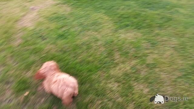 Ruby Cavapoo (Cavalier x Minature Poodle) puppies in Limerick - Video