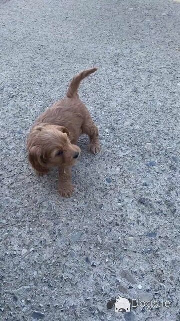 F1 miniature Cockapoo pups - Video