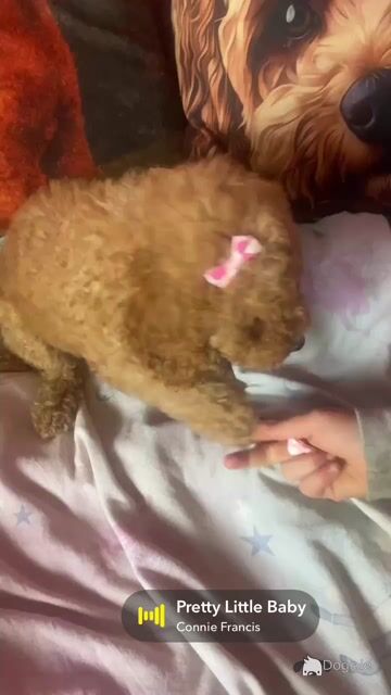 Female Cavapoo puppy in Tipperary - Video