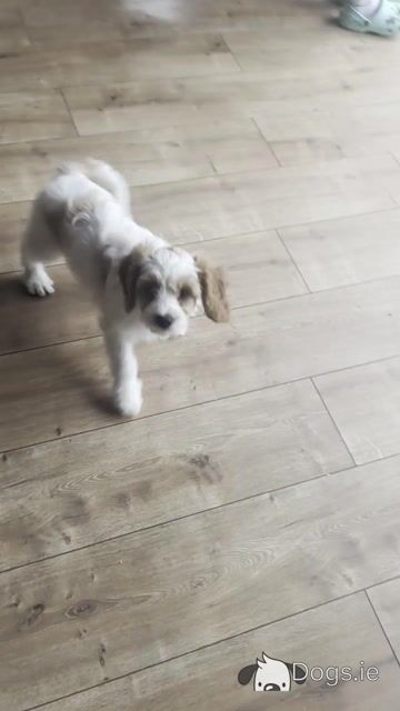 Friendly Cavapoo pups in Cork - Video